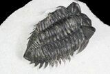 Coltraneia Trilobite Fossil - Huge Faceted Eyes #92939-5